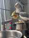 Cockatiel