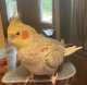 Cockatiel