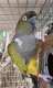 Conure