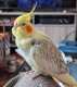 Cockatiel