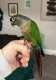 Conure