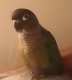 Conure