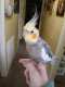 Cockatiel