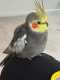 Cockatiel