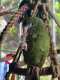 White-Winged / Canary-Winged Parakeet