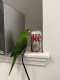 Conure