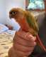 Conure