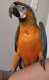 Macaw