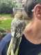Cockatiel