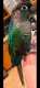 Conure