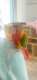 Conure
