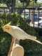 Cockatiel