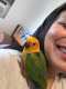 Conure