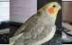 Cockatiel