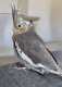 Cockatiel
