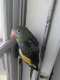 White-Winged / Canary-Winged Parakeet