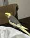 Cockatiel