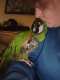 Macaw