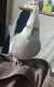 Cockatiel