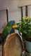 Macaw