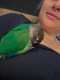 Conure