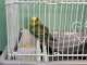 Parakeet
