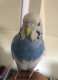 Parakeet