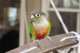 Conure