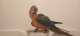 Macaw