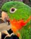 Conure