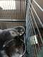 African Grey