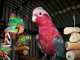 Cockatoo