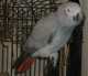 African Grey