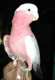 Cockatoo