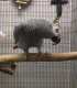 African Grey