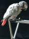 African Grey