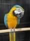 Macaw