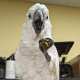 Cockatoo