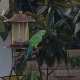 African Ringneck Parakeet
