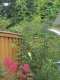 Bird / Parrot