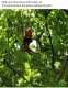 Macaw