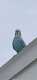 Parakeet