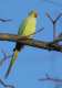 Indian Ringneck Parakeet