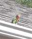 Lovebird