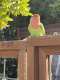 Lovebird